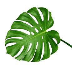 Palm